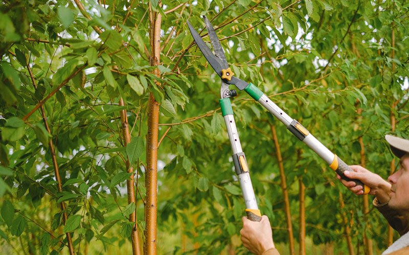 Tree trimming in Monmouth, IA